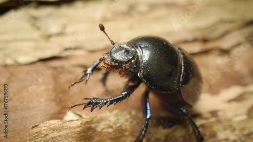 Close-up of the dor beetle (Anoplotrupes stercorosus).