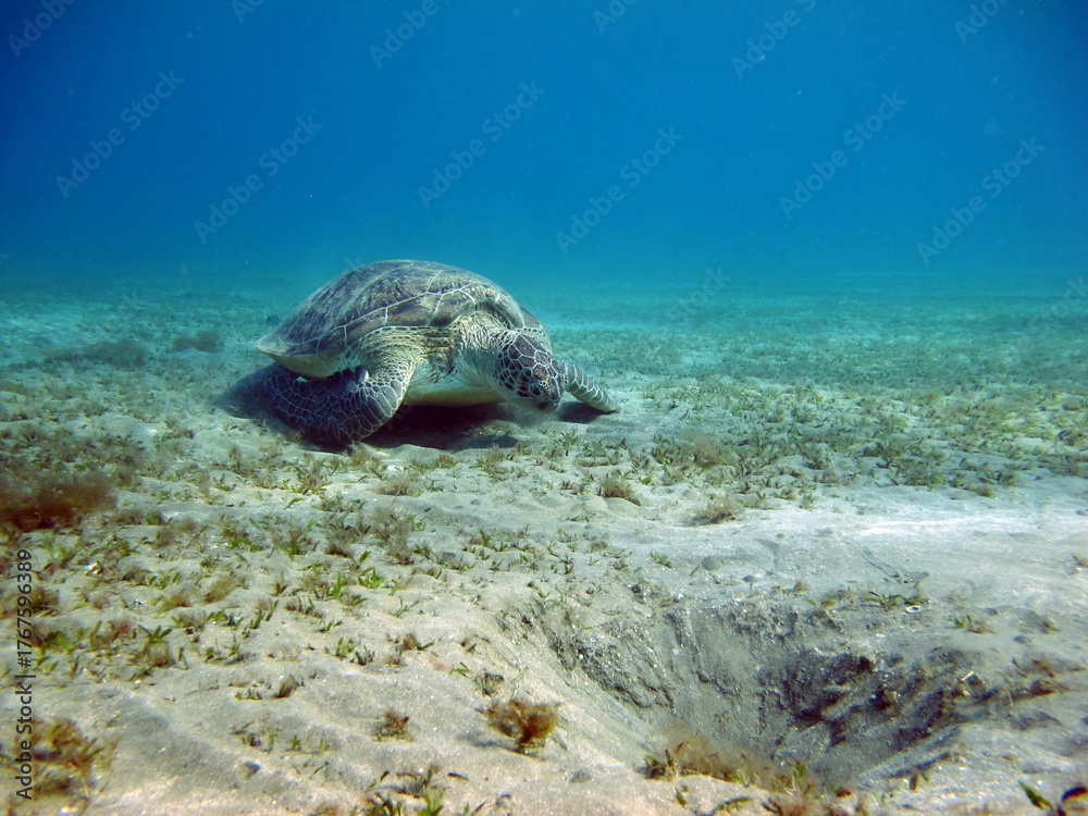 Naklejka premium Big Green turtle , Green turtles are the largest of all sea turtles. A typical adult is 3 to 4 feet long and weighs between 300 and 350 pounds.