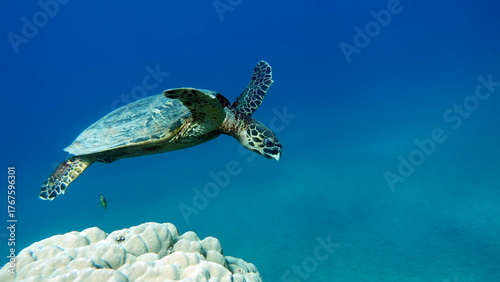 Hawksbill sea turtle (CR species) Hawksbill Turtle - Eretmochelys imbricata.