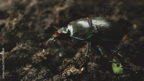 Close-up of a dor beetle (Anoplotrupes stercorosus), an earth-boring dung beetle species, crawling in its natural forest habitat.Vilnius, Lithuania – October 27, 2025. 