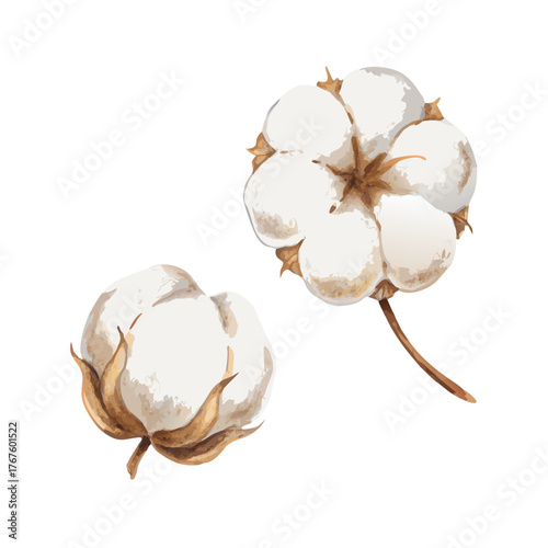 Colored vector illustration of watercolor cotton branch, symbol of softness and purity, perfect for branding, packaging, invitations, greeting cards, posters, and natural design projects