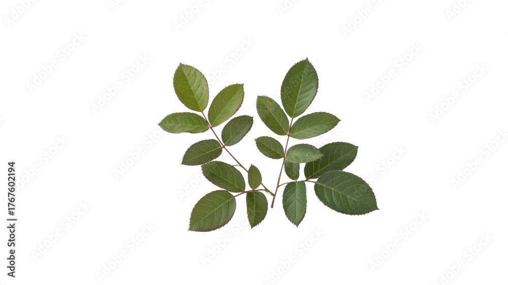 Fototapeta premium Two vibrant green leafy branches with serrated edges, resembling rose leaves, arranged against a plain transparent background. background removed