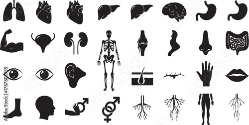 Anatomy Glyph Icon Set, Vector Pictograms of Body Organs, Skeleton, Spine, Eye, Ear, Nose, Mouth, Lips, Hand, Foot, Stomach, Kidneys, Bladder, Black Silhouette Illustration