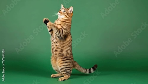 A playful tabby cat stands on its hind legs, reaching upwards with its paws against a solid green background