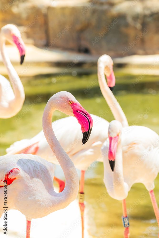 Naklejka premium flamingo in the zoo