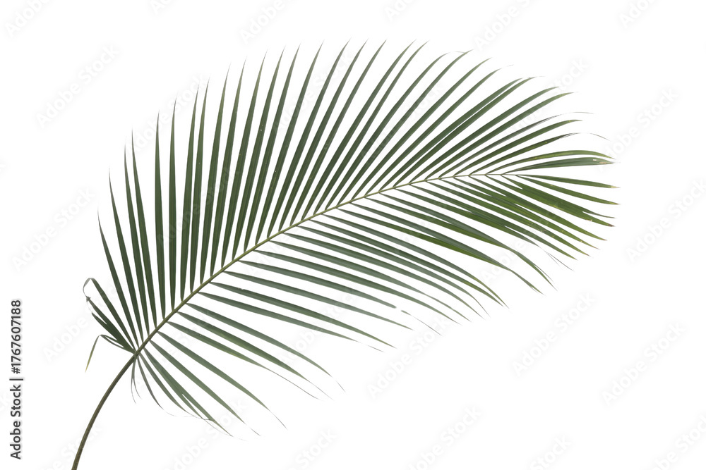 Fototapeta premium Elegant green palm leaf, isolated on a solid background. Ideal for tropical designs, summer themes, and nature-inspired projects. background removed