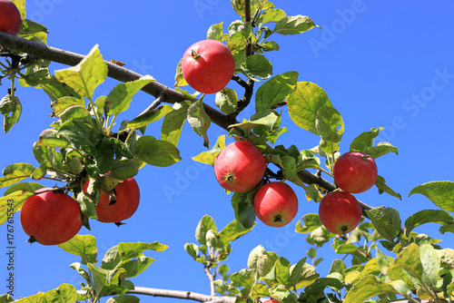 Branch of an apple tree with red apples against a bright sky