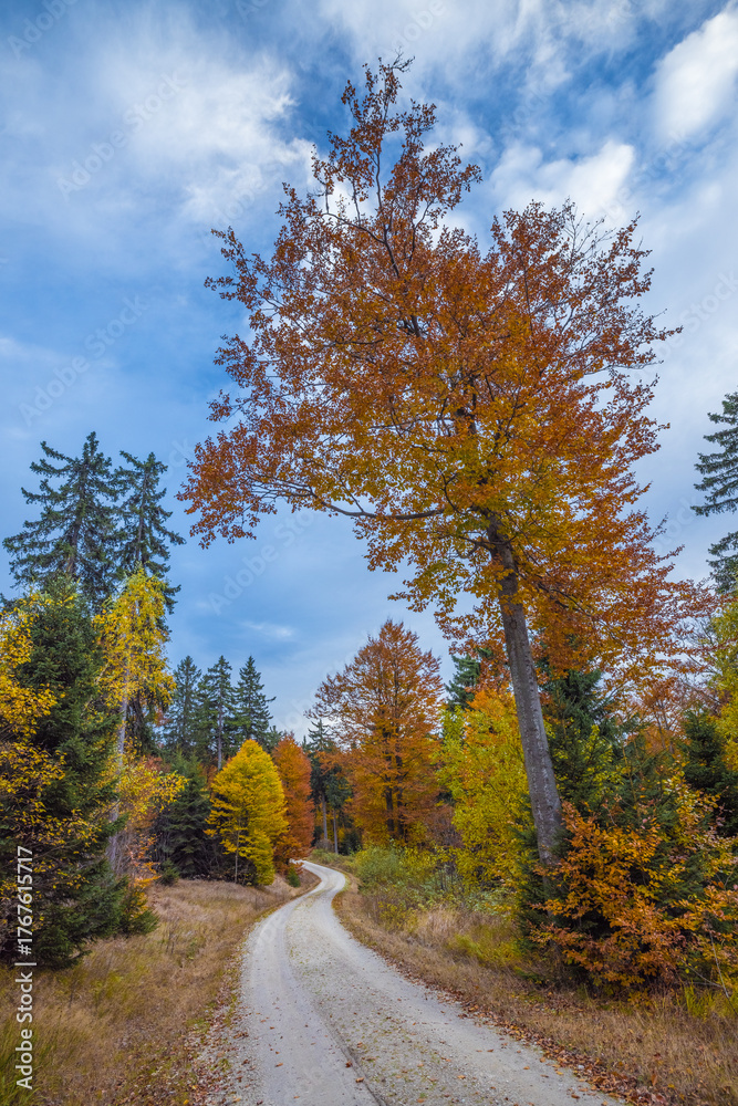 Fototapeta premium Winding road in forest in the autumn