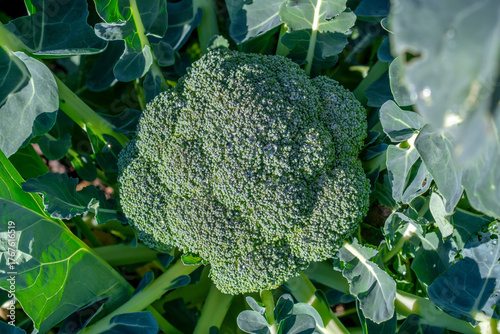Top view of a ripe broccoli (Brassica oleracea var. italica) with dew drops ready for harvest in autumn