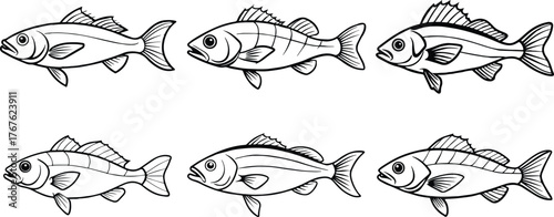 Set of sea bass fish outline vector for fishing and marine design