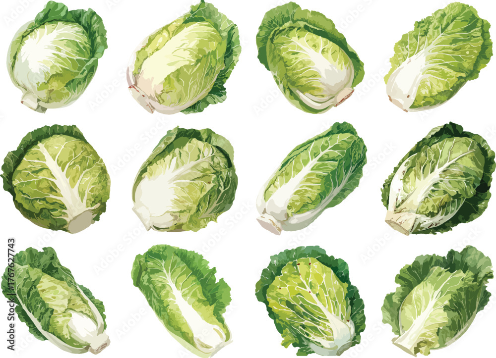 Fototapeta premium Watercolor Napa Cabbage Clipart