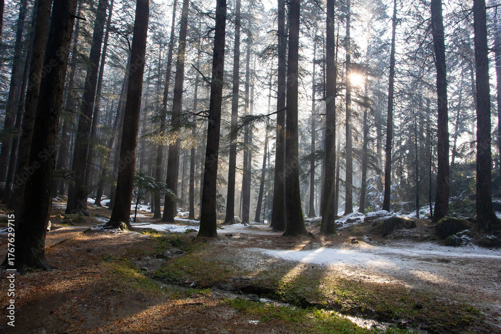 Fototapeta premium Ethereal Morning Sunlight Piercing Through Towering Pine Trees in a Snow-Dusted Forest of Manali, Himachal Pradesh, India