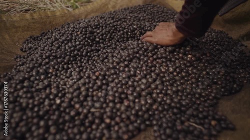 Close-Up of Hand Touching Fresh Acai Berries in 4K Ultra HD — Exploring Juicy Tropical Superfood Fruits, Highlighting Organic Farming, Healthy Lifestyle, and Natural Nutrition