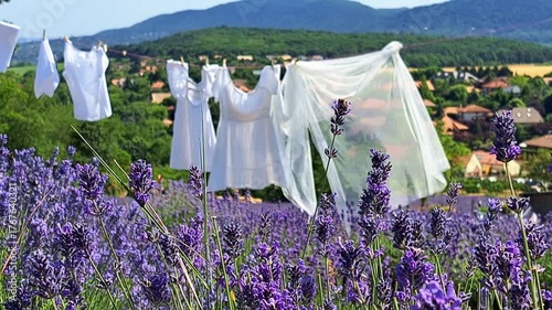 Lavender Scented Laundry. A static shot of fresh linen, lavender flowers, and bees, representing natural fabric softeners and summer aromas.