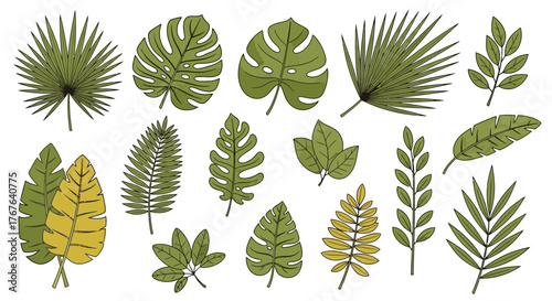 Botanical illustration featuring an assortment of tropical and subtropical leaf types