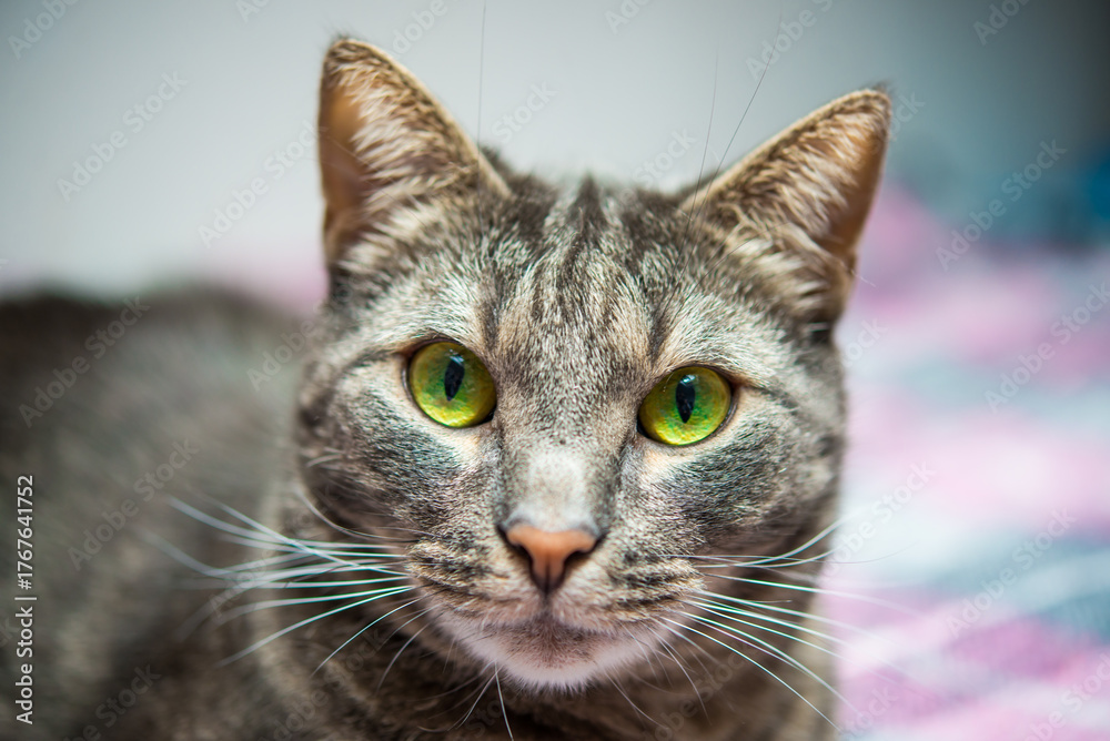 Εκτύπωση καμβά Portrait of gray striped short-haired cat with yellow-green eyes