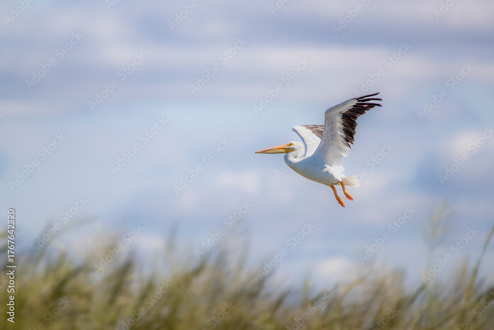 Fototapeta premium white american pelican flying above the grasses against a blue sky