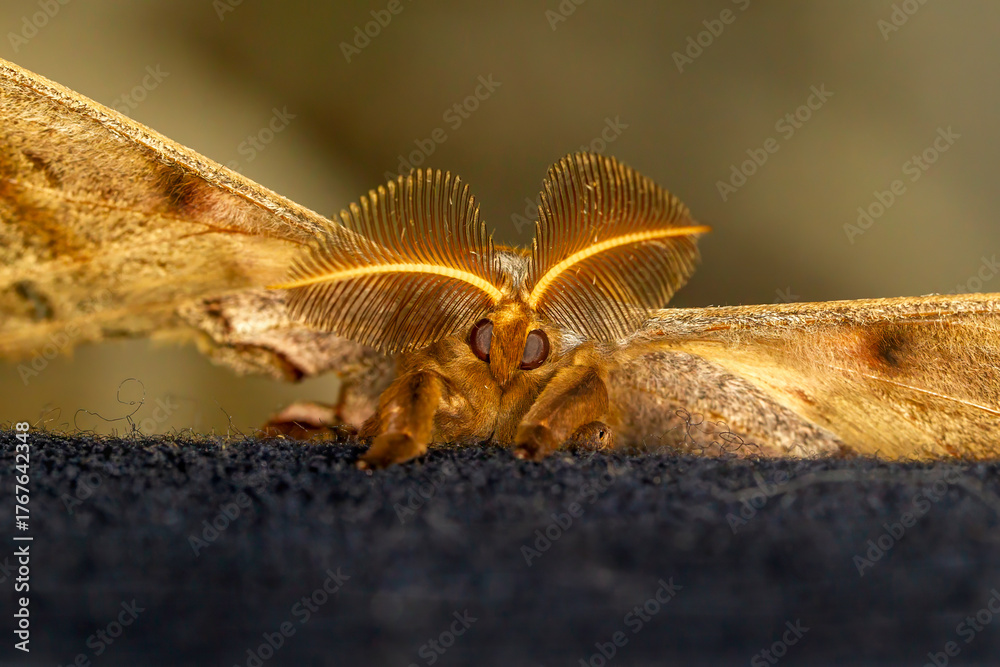 Fototapeta premium close up of face and feathery antennae of the polyphemus moth