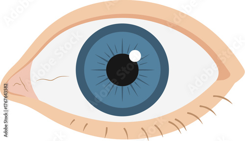 Simple Flat Style Blue Human Eye Anatomy Body Part Illustration