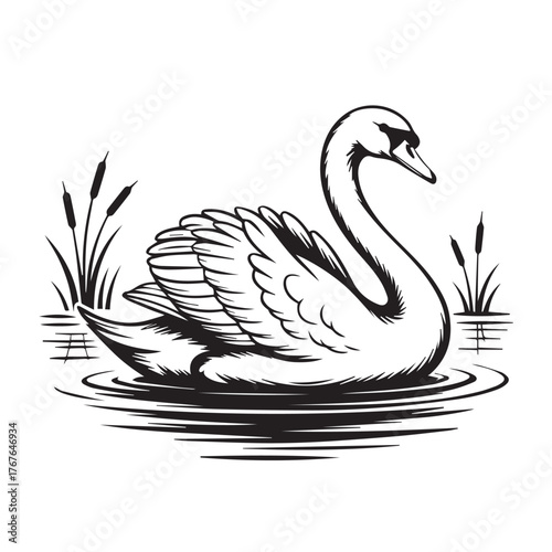 Elegant swan swimming gracefully in calm water with reeds, black and white illustration