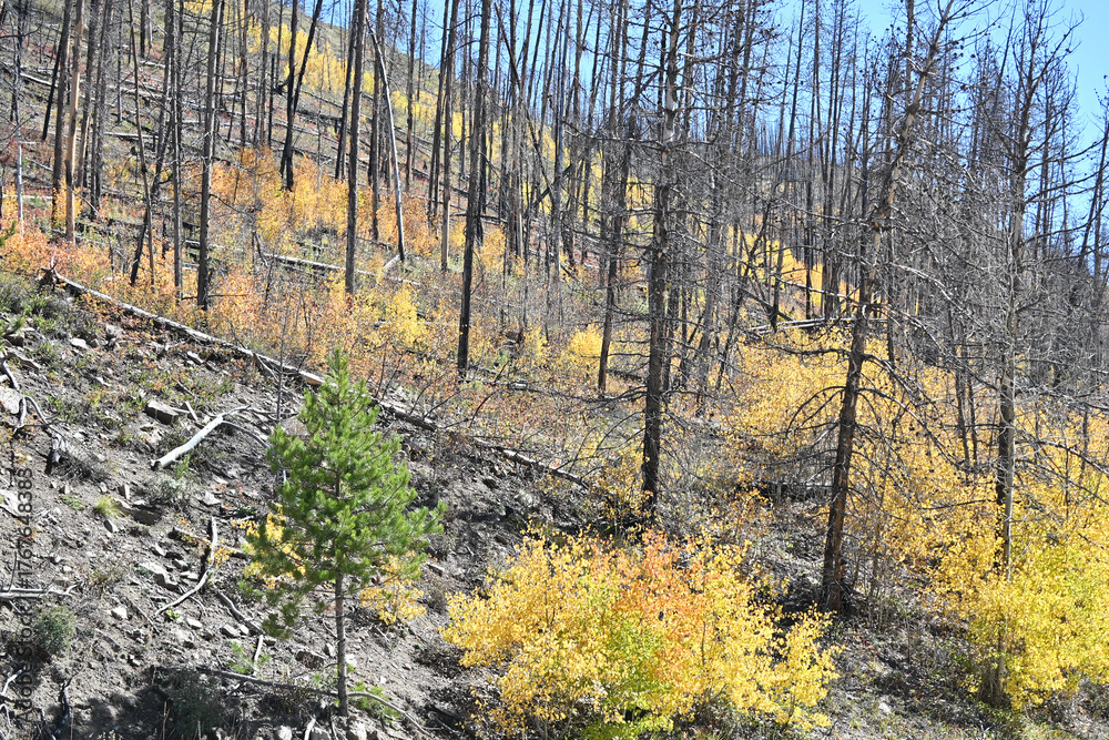 Fototapeta premium New Growth after Forest Fire
