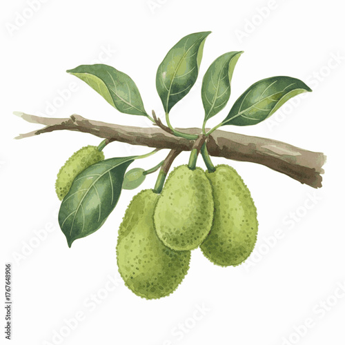 Unripe Jackfruit Painting Young Jackfruit isolated watercolor vector illustration svg