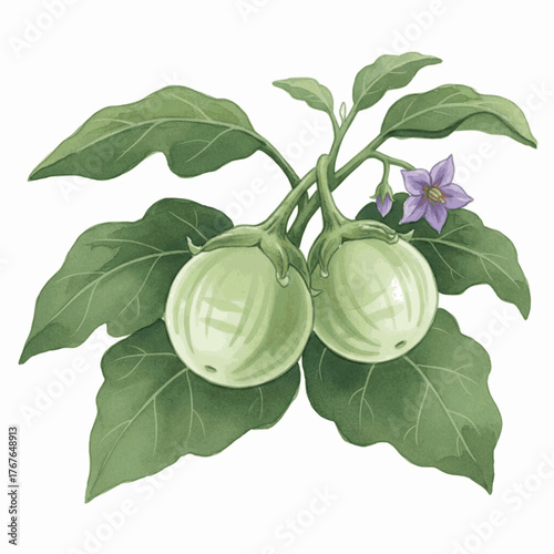 Watercolor Garden Eggplant Round Eggplant isolated vector illustration svg