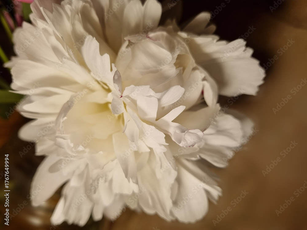 Obraz premium White peony flower close-up on a background of brown paper. Selective focus.