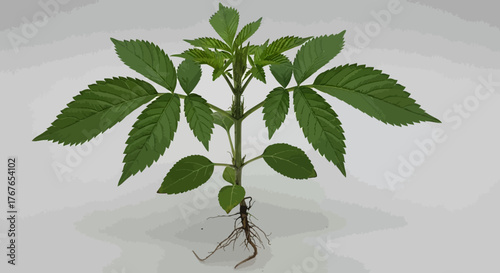 Close-up botanical illustration of a vibrant green plant with detailed roots and compound leaves