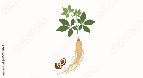 Illustration of ginseng plant showcasing the root, stem, leaves, and seeds over white space