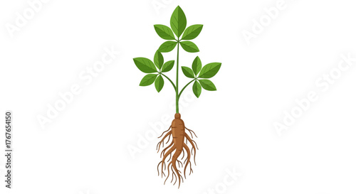 Ginseng plant illustration, showcasing the root system and vibrant green leaves detailed