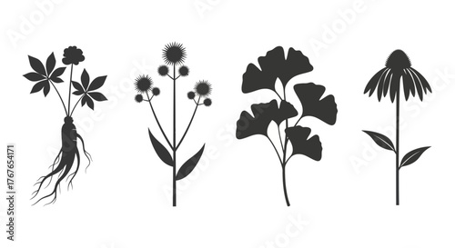 Botanical illustration featuring ginseng, burdock, ginkgo biloba, and echinacea plants in