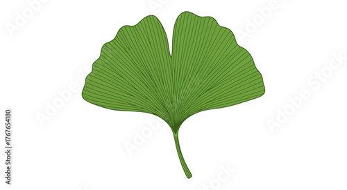Ginkgo biloba leaf illustration, a symbol of longevity and hope rendered in green hue on pristine