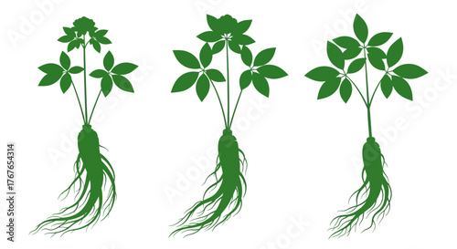 Botanical depiction of ginseng plants: a silhouette style for natural medicine concepts
