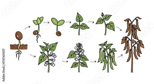 Illustration depicting the complete life cycle of a bean plant from seed to mature plant including