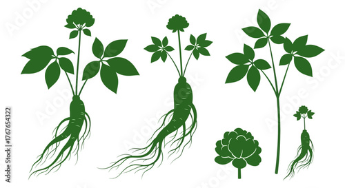 Stylized ginseng plants in varying growth stages, displaying botanical and medicinal qualities