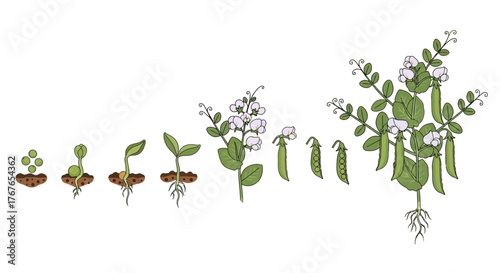 Botanical illustration showcasing the life cycle progression of pea plants from seed to maturity