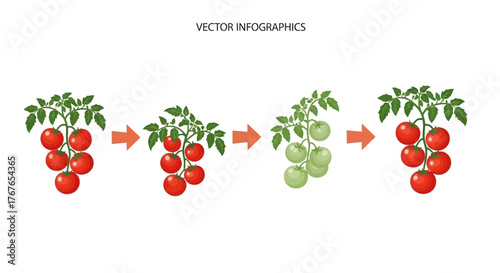 Tomato ripening process presented as a linear infographic showing color transition using branches