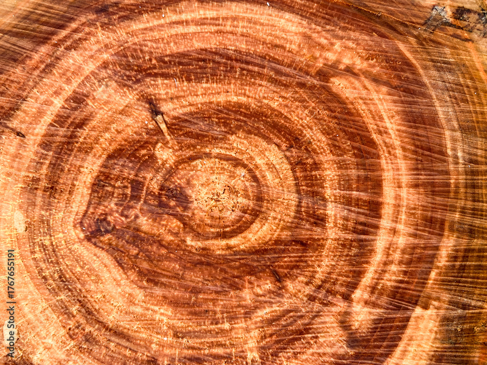 Naklejka premium texture of tree stump, background