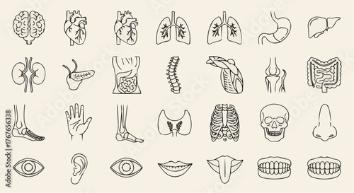 Collection of anatomical drawings featuring various human organs and body parts in outline style
