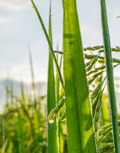 Rice Ears with Dew Drops and Morning Sunburst