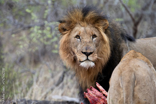 Photos a male lion and lion pride feeding on a zebra carcass