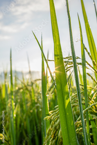 Rice Ears with Dew Drops and Morning Sunburst
