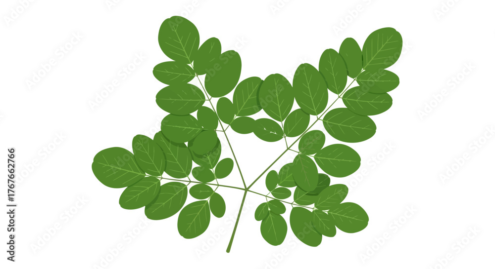 Fototapeta premium Aesthetic moringa oleifera leaves composition isolated on white background representing health and