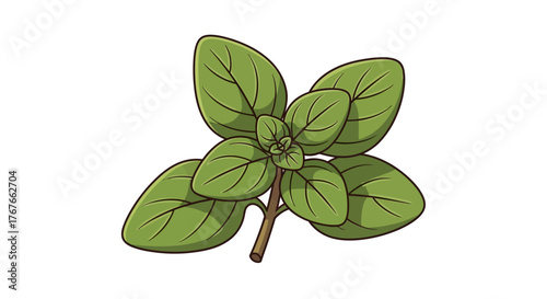 Hand-drawn illustration of vibrant green oregano herb plant with healthy leaves for culinary use