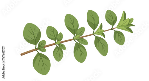 Delicate oregano sprig illustration on clean white background botanical freshness