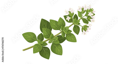 Delicate sprig of flowering oregano with soft green leaves and tiny white blossoms on white