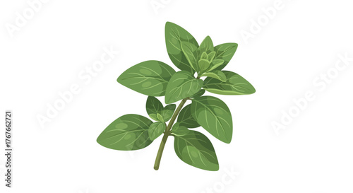 Elegant herb sprig illustration showcasing fresh oregano leaves on a pure white background