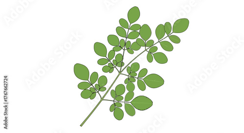 Botanical illustration of a moringa branch with small oval leaves against a white background