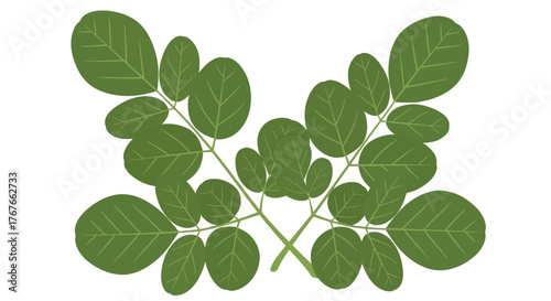 Moringa foliage illustration creates a natural, balanced botanical design element offering a